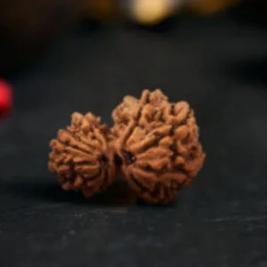 Natural Ganesha Rudraksha